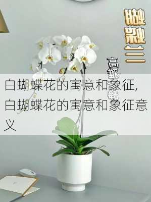 白蝴蝶花的寓意和象征,白蝴蝶花的寓意和象征意义