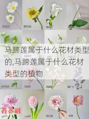 马蹄莲属于什么花材类型的,马蹄莲属于什么花材类型的植物