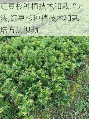 红豆杉种植技术和栽培方法,红豆杉种植技术和栽培方法视频