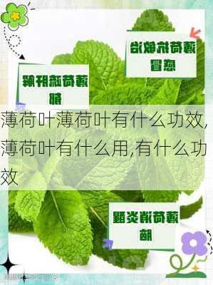 薄荷叶薄荷叶有什么功效,薄荷叶有什么用,有什么功效