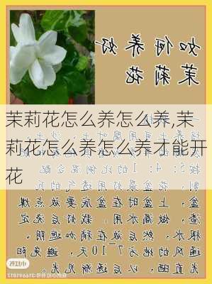 茉莉花怎么养怎么养,茉莉花怎么养怎么养才能开花