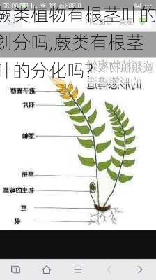 蕨类植物有根茎叶的划分吗,蕨类有根茎叶的分化吗?