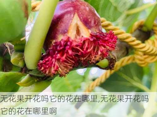 无花果开花吗它的花在哪里,无花果开花吗它的花在哪里啊