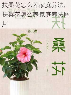 扶桑花怎么养家庭养法,扶桑花怎么养家庭养法图片