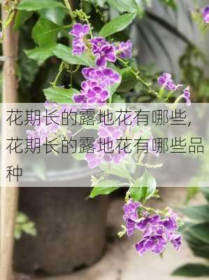 花期长的露地花有哪些,花期长的露地花有哪些品种