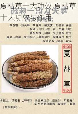 夏枯草十大功效,夏枯草十大功效与作用