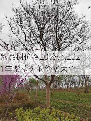 紫薇树价格20公分,2021年紫薇树的价格大全