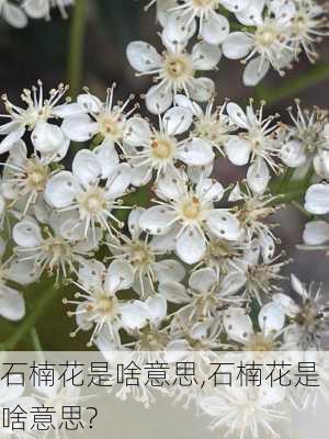 石楠花是啥意思,石楠花是啥意思?