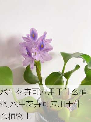 水生花卉可应用于什么植物,水生花卉可应用于什么植物上