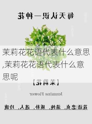 茉莉花花语代表什么意思,茉莉花花语代表什么意思呢