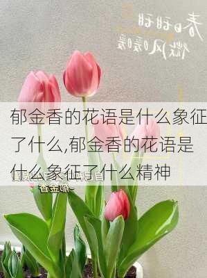 郁金香的花语是什么象征了什么,郁金香的花语是什么象征了什么精神