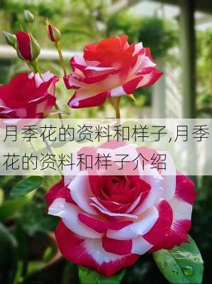 月季花的资料和样子,月季花的资料和样子介绍