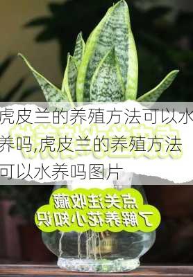 虎皮兰的养殖方法可以水养吗,虎皮兰的养殖方法可以水养吗图片