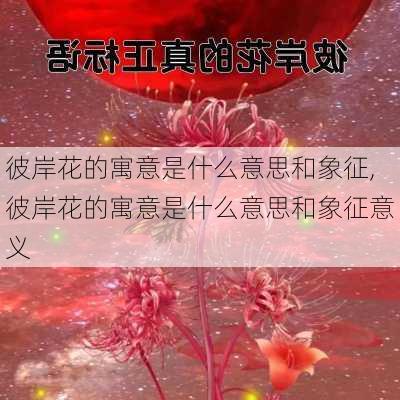 彼岸花的寓意是什么意思和象征,彼岸花的寓意是什么意思和象征意义