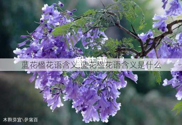 蓝花楹花语含义,蓝花楹花语含义是什么