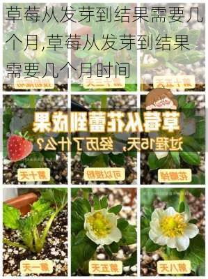 草莓从发芽到结果需要几个月,草莓从发芽到结果需要几个月时间