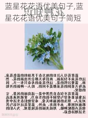 蓝星花花语优美句子,蓝星花花语优美句子简短