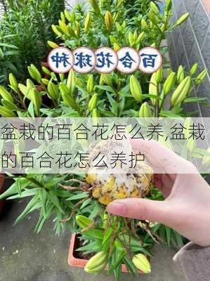 盆栽的百合花怎么养,盆栽的百合花怎么养护