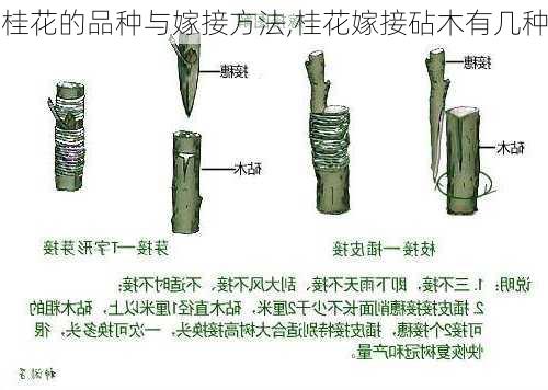 桂花的品种与嫁接方法,桂花嫁接砧木有几种