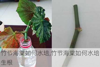 竹节海棠如何水培,竹节海棠如何水培生根