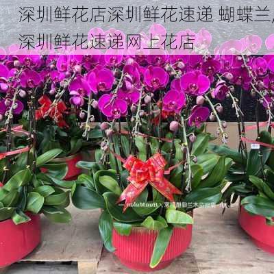 深圳鲜花店深圳鲜花速递 蝴蝶兰,深圳鲜花速递网上花店