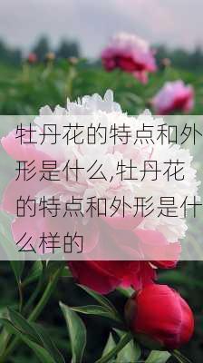 牡丹花的特点和外形是什么,牡丹花的特点和外形是什么样的