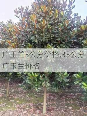 广玉兰3公分价格,33公分广玉兰价格