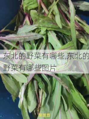 东北的野菜有哪些,东北的野菜有哪些图片