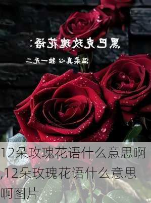 12朵玫瑰花语什么意思啊,12朵玫瑰花语什么意思啊图片