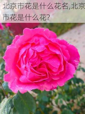 北京市花是什么花名,北京市花是什么花?