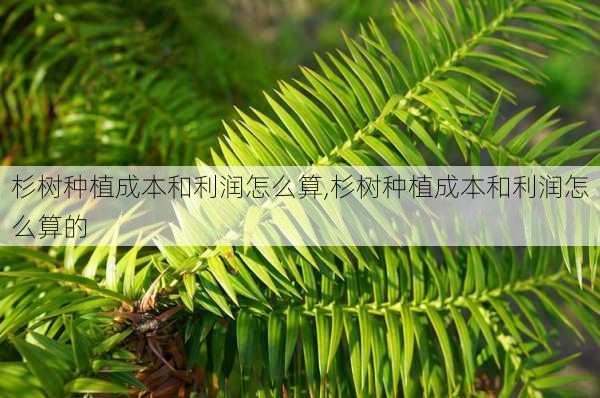 杉树种植成本和利润怎么算,杉树种植成本和利润怎么算的