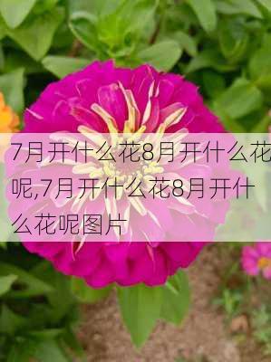 7月开什么花8月开什么花呢,7月开什么花8月开什么花呢图片