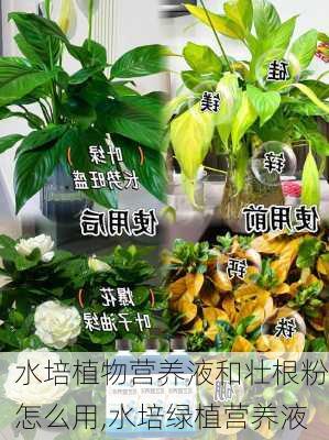 水培植物营养液和壮根粉怎么用,水培绿植营养液