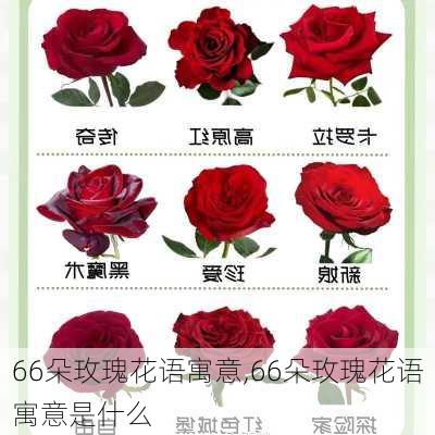 66朵玫瑰花语寓意,66朵玫瑰花语寓意是什么