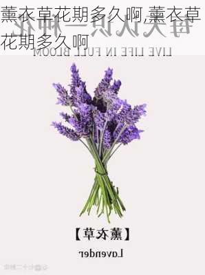 薰衣草花期多久啊,薰衣草花期多久啊