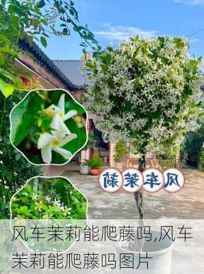 风车茉莉能爬藤吗,风车茉莉能爬藤吗图片