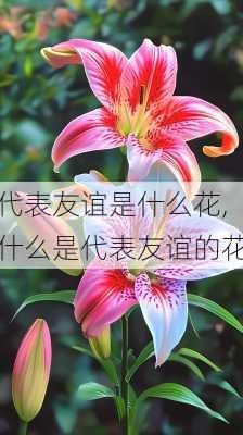 代表友谊是什么花,什么是代表友谊的花