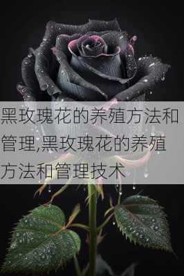 黑玫瑰花的养殖方法和管理,黑玫瑰花的养殖方法和管理技术