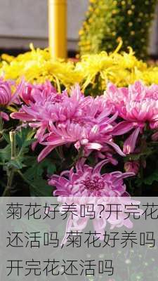 菊花好养吗?开完花还活吗,菊花好养吗开完花还活吗