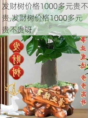 发财树价格1000多元贵不贵,发财树价格1000多元贵不贵呀