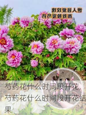 芍药花什么时间段开花,芍药花什么时间段开花结果