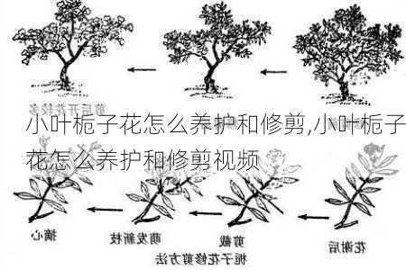 小叶栀子花怎么养护和修剪,小叶栀子花怎么养护和修剪视频