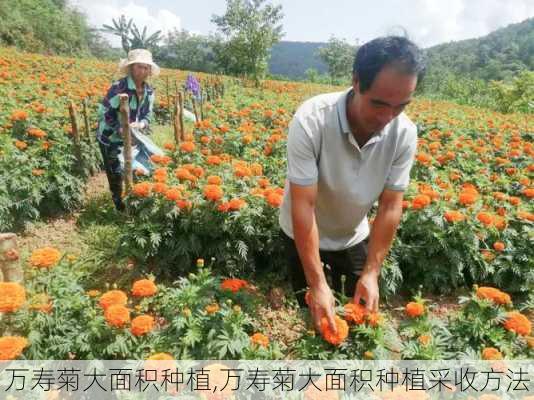 万寿菊大面积种植,万寿菊大面积种植采收方法