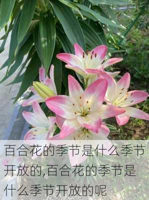 百合花的季节是什么季节开放的,百合花的季节是什么季节开放的呢