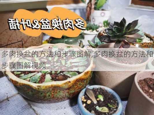 多肉换盆的方法和步骤图解,多肉换盆的方法和步骤图解视频