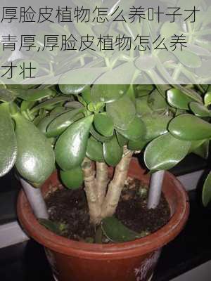 厚脸皮植物怎么养叶子才青厚,厚脸皮植物怎么养才壮