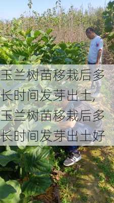 玉兰树苗移栽后多长时间发芽出土,玉兰树苗移栽后多长时间发芽出土好