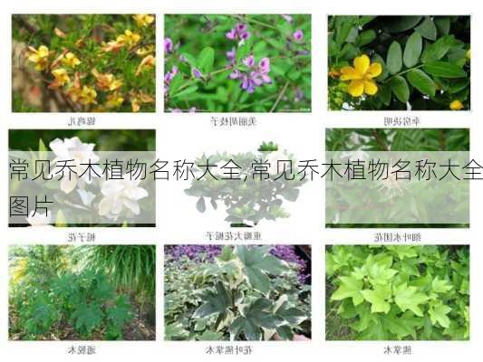 常见乔木植物名称大全,常见乔木植物名称大全图片