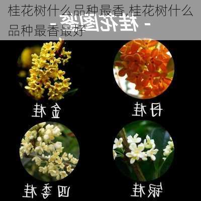 桂花树什么品种最香,桂花树什么品种最香最好