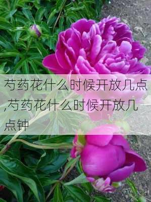 芍药花什么时候开放几点,芍药花什么时候开放几点钟